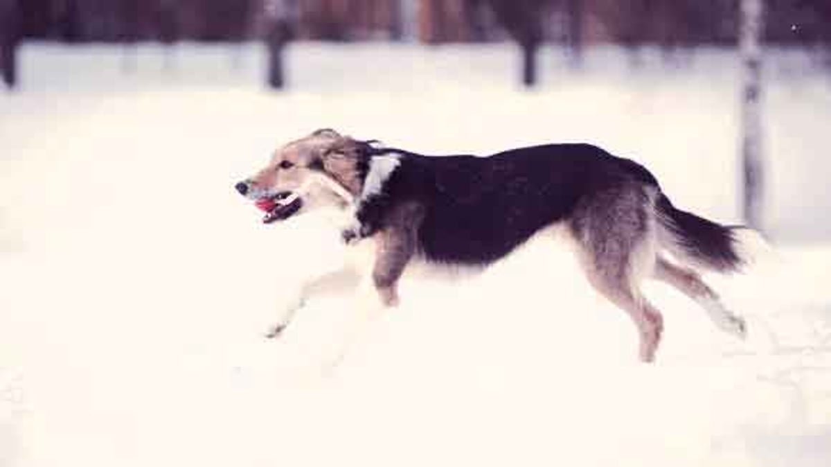 Winter Exercise for Active Dogs